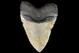 Huge, Fossil Megalodon Tooth - North Carolina #75501-1
